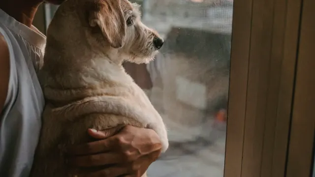 An older dog resting under a blanket near a frost-covered window