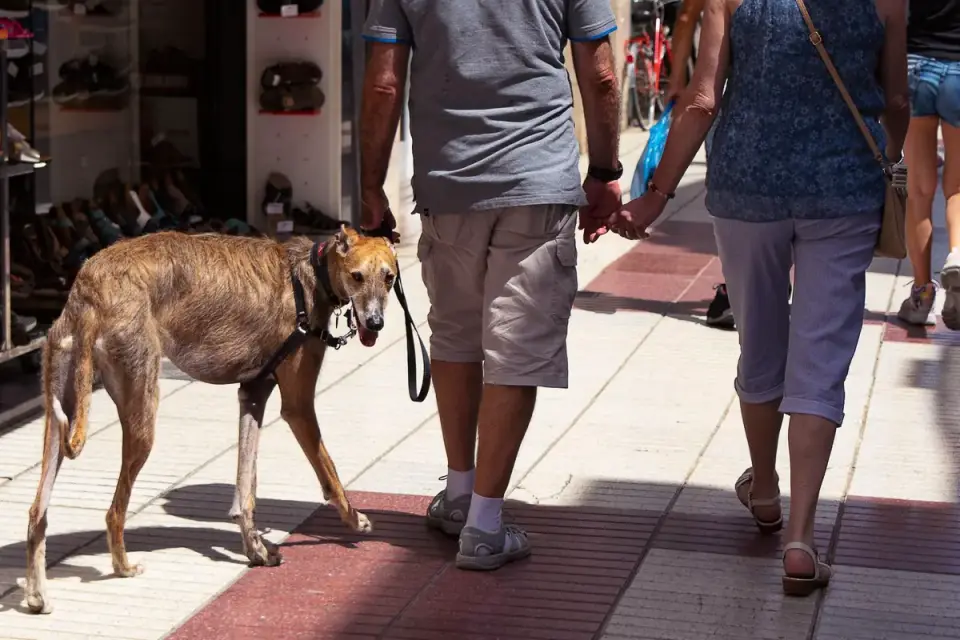An older dog walking slowly on a leash along a paved path