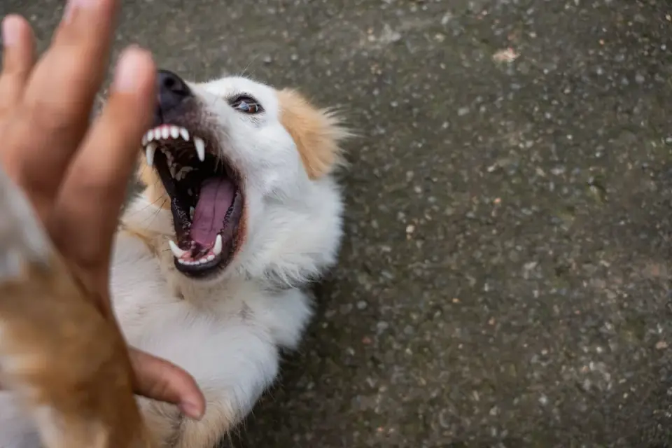 An open palm held in front of a dog during a training session