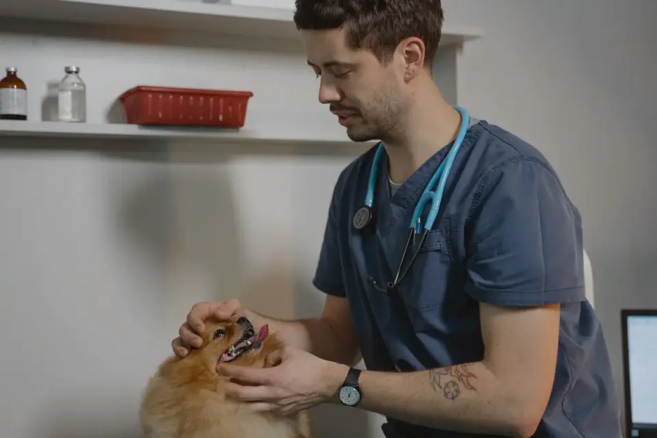 An owner gently lifting a dog&#x27;s lip to look at its teeth and gums