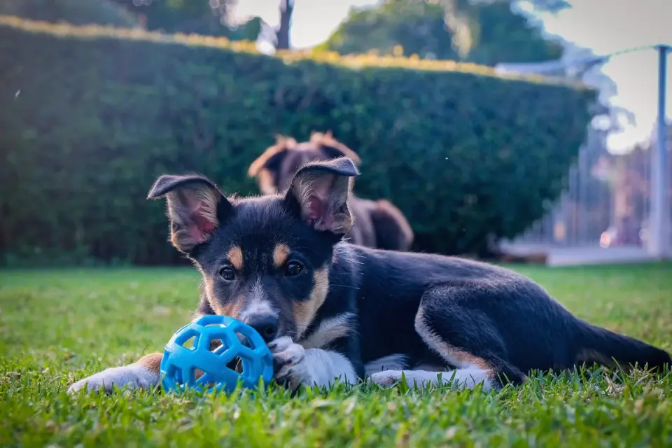 An owner redirecting a puppy&#x27;s nipping toward a chew toy during a play session