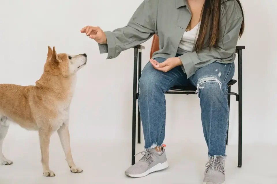 Attentive dog with an owner