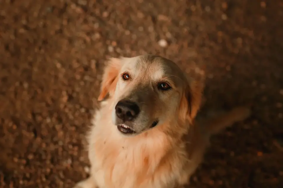 Attentive dog with an owner