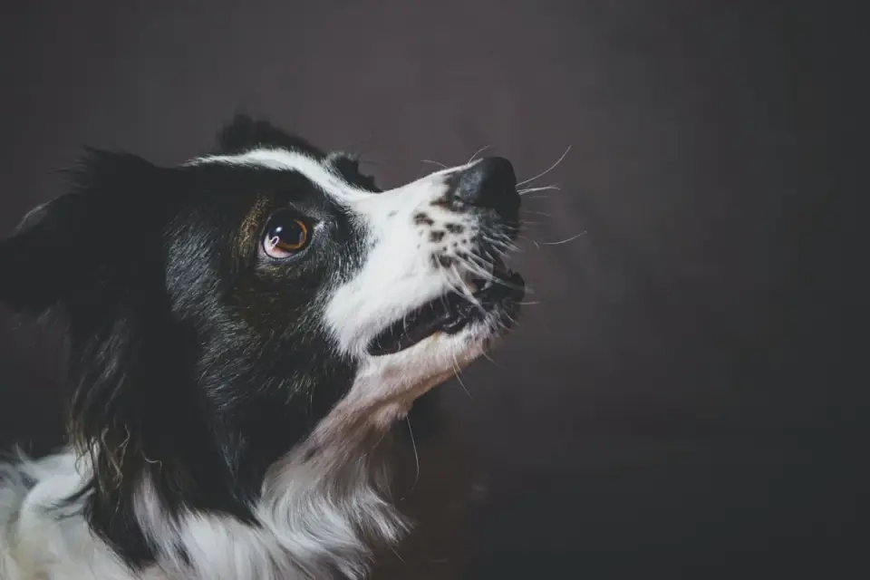 Attentive dog with an owner