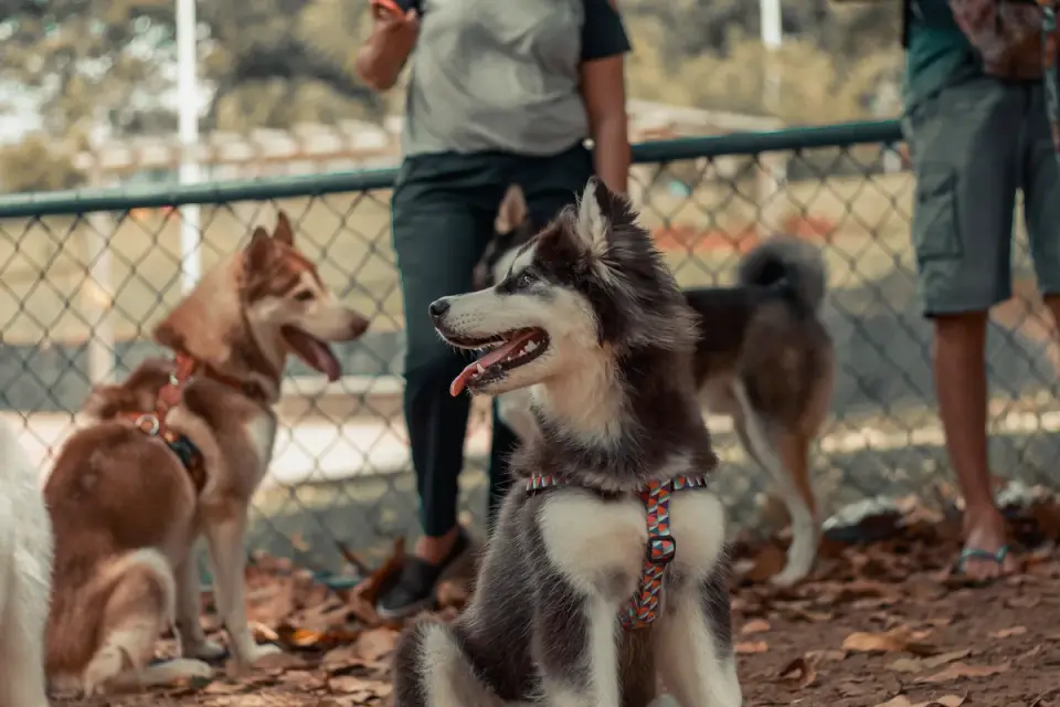 Attentive dog with an owner