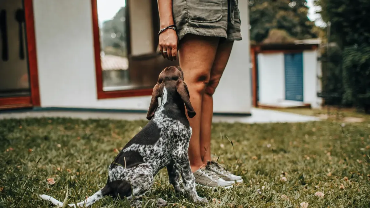 Attentive dog with an owner