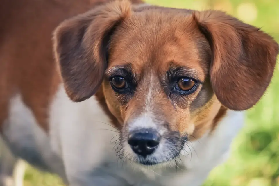 Beagle outdoors