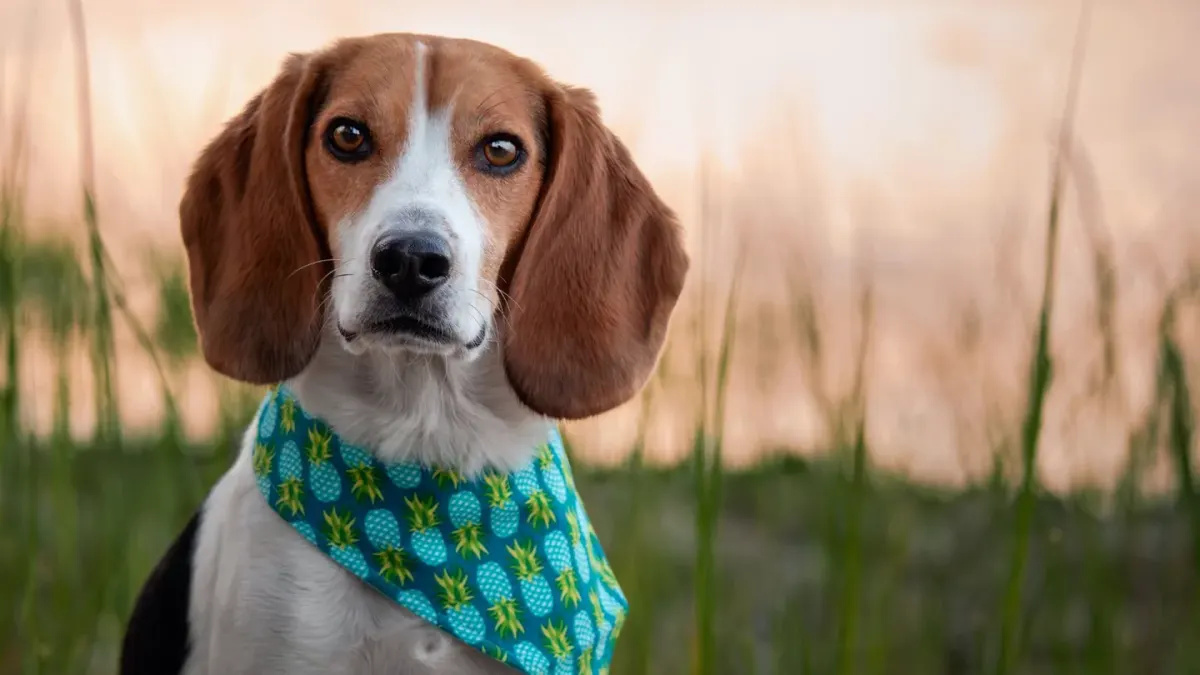 Beagle outdoors