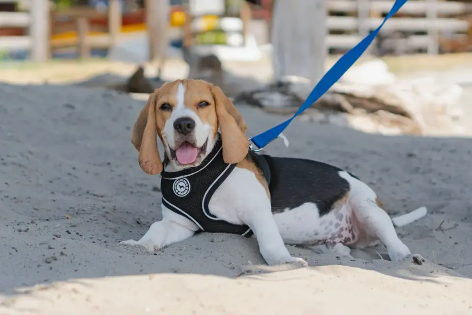 Beagle outdoors