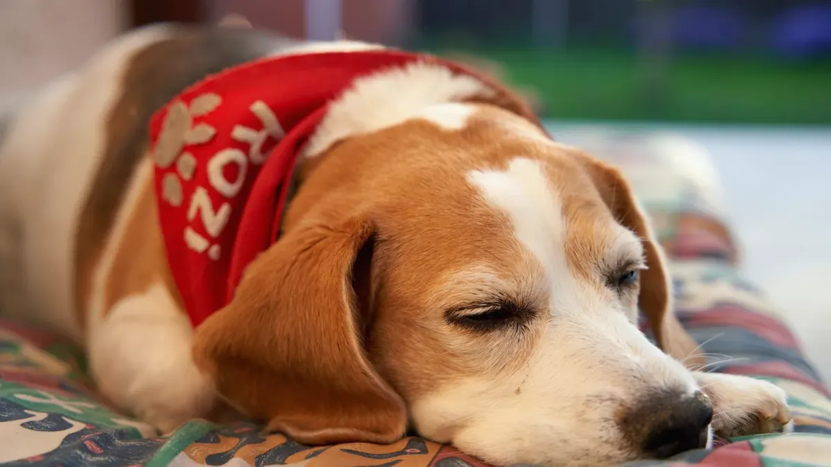 Calm dog resting at home