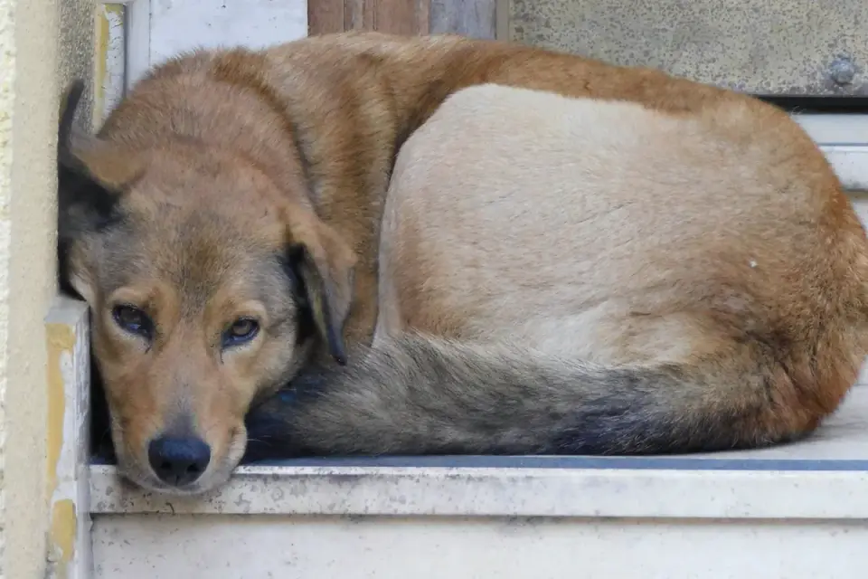 Calm dog resting at home