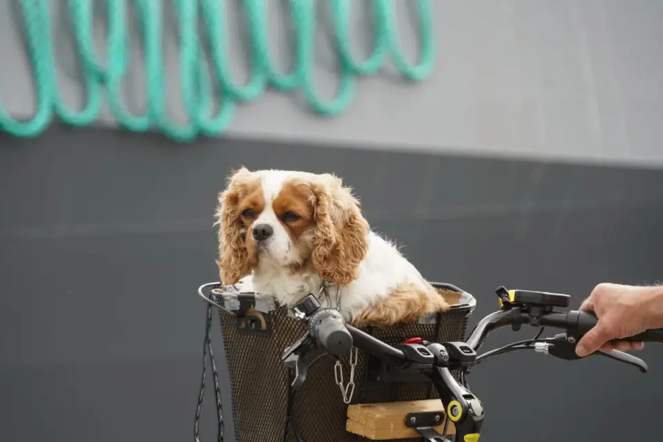 Cavalier King Charles Spaniel resting quietly in an owner&#x27;s lap