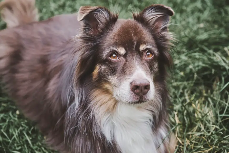 Close-up of a Border Collie&#x27;s face showing the characteristic fixed, intense stare used during herding
