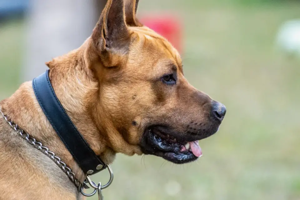 Close-up of a dog's neck fur showing a faint ring where a collar sits