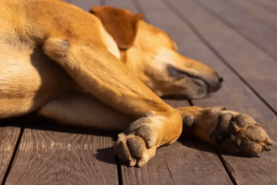 Close-up of a dog's paw with nails resting on a hardwood floor