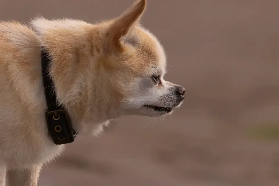 Close-up of a small GPS tracker device clipped onto a dog&#x27;s collar