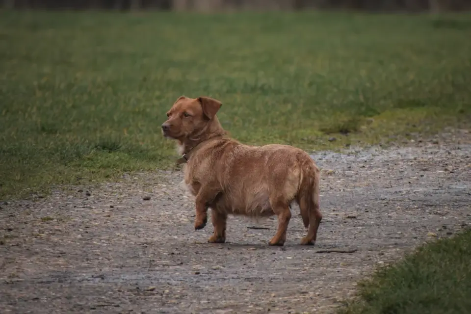 Dachshund outdoors