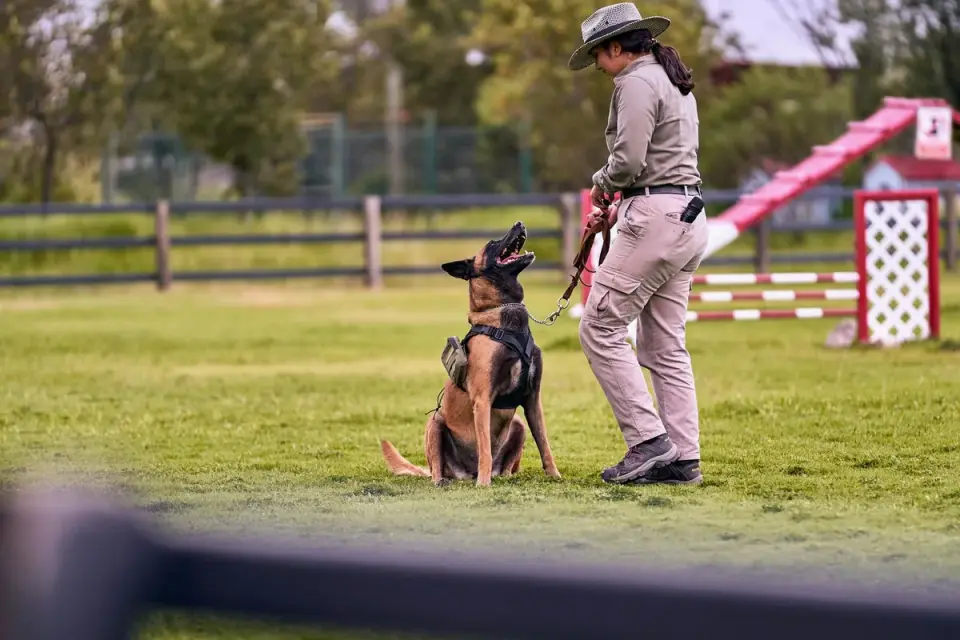Dog and owner together