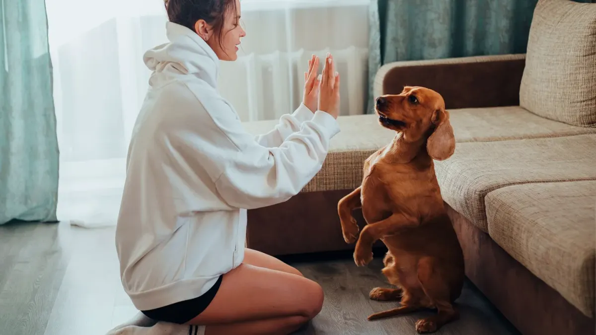 Dog and owner together