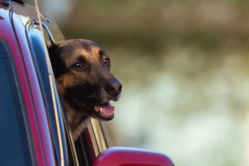 Dog at a car window