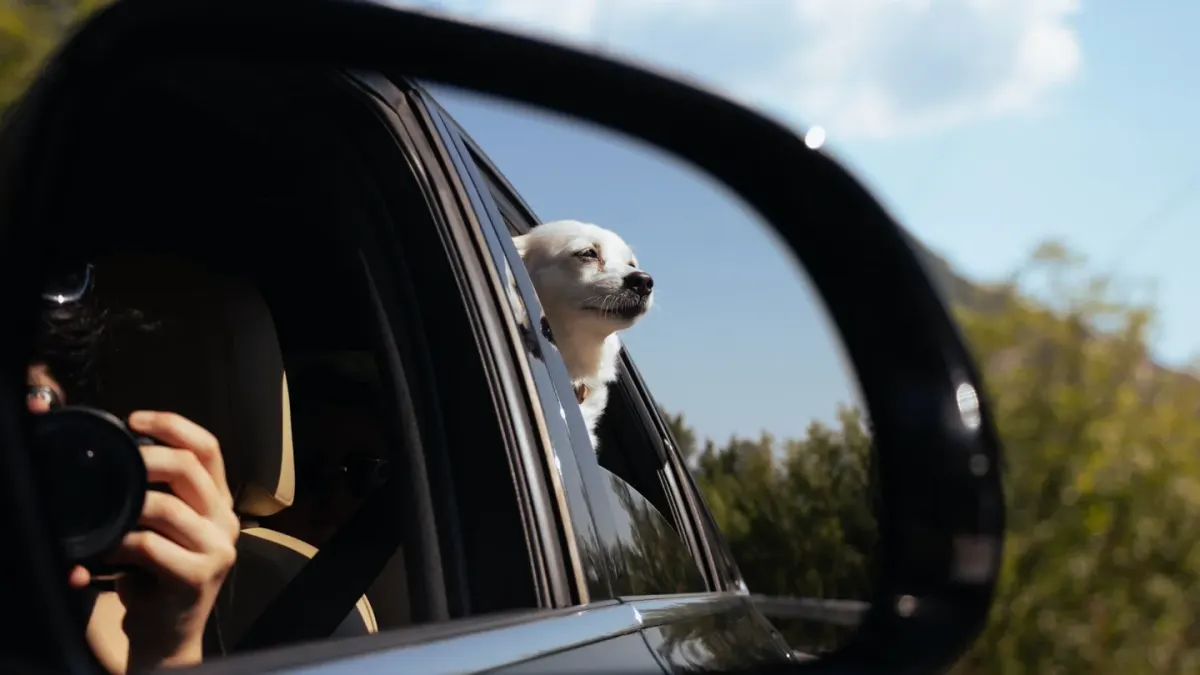 Dog at a car window