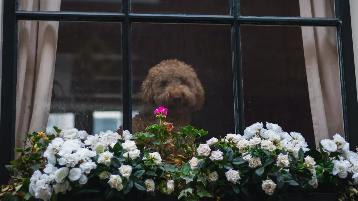 Dog at a car window