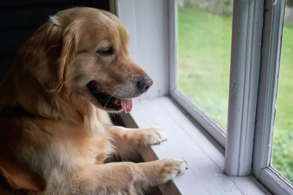 Dog at a car window