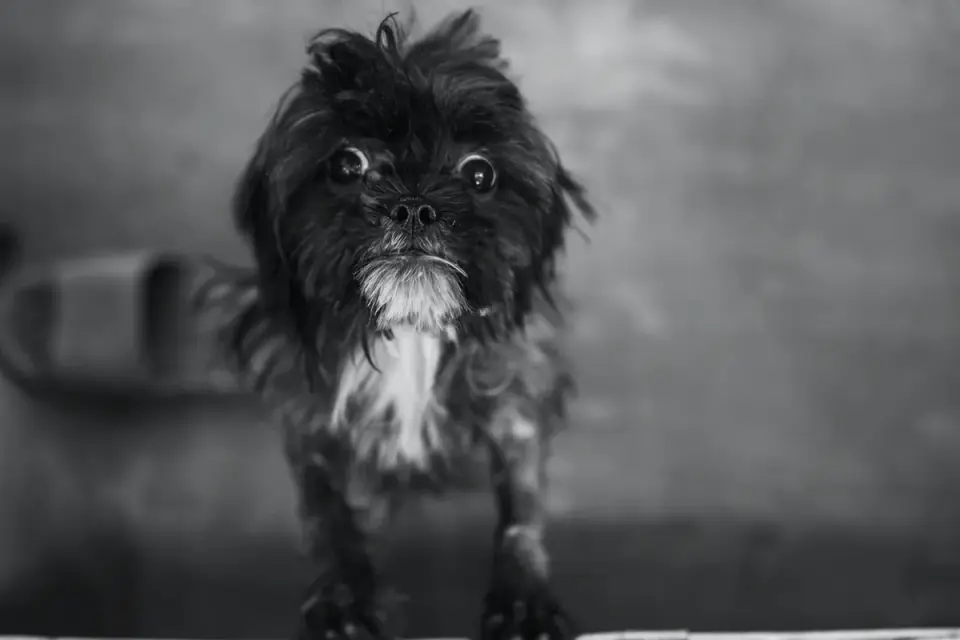 Dog at a grooming salon