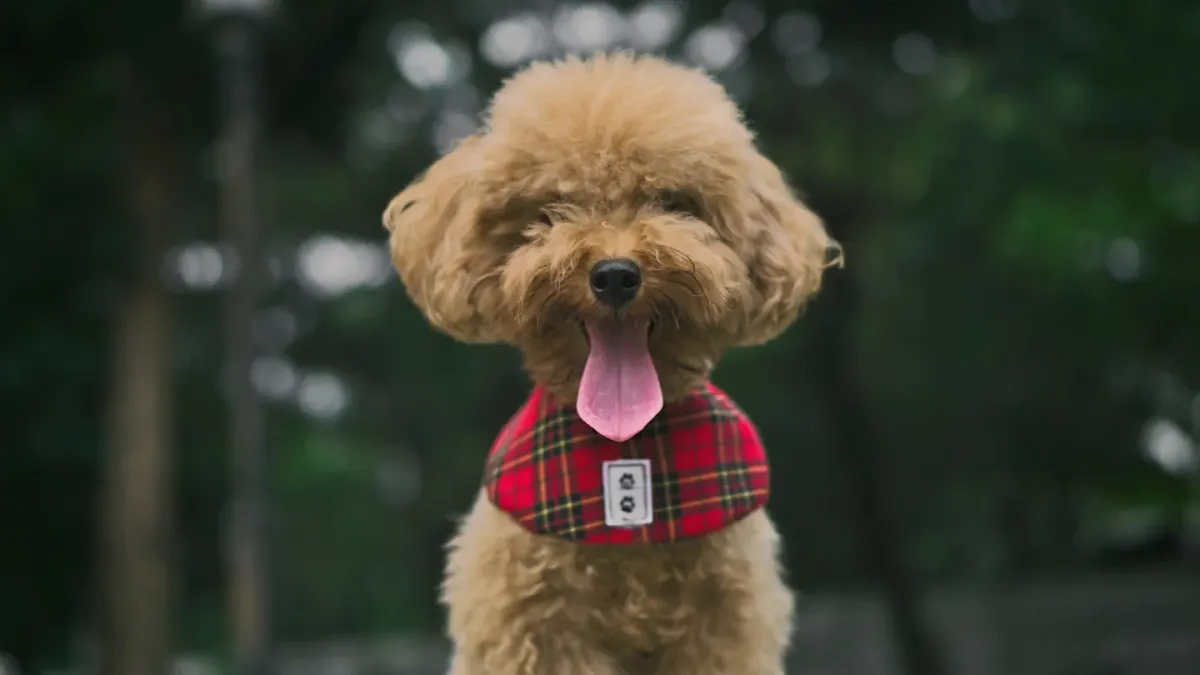 Dog at a grooming salon