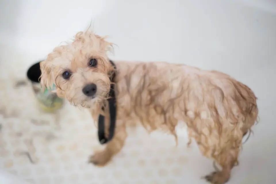Dog at a grooming salon