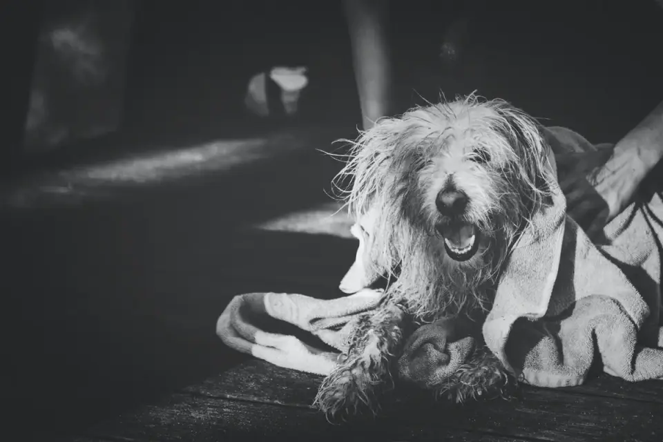Dog at a grooming salon