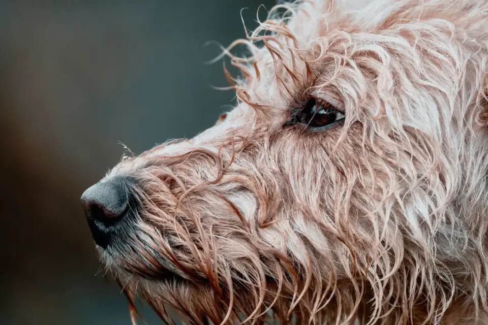 Dog at a grooming salon