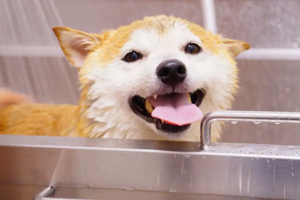 Dog at a grooming salon