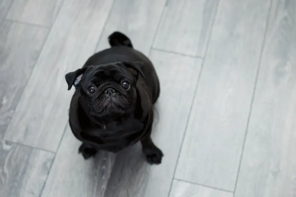 Dog attempting to rise from a smooth tile floor with hind legs sliding out
