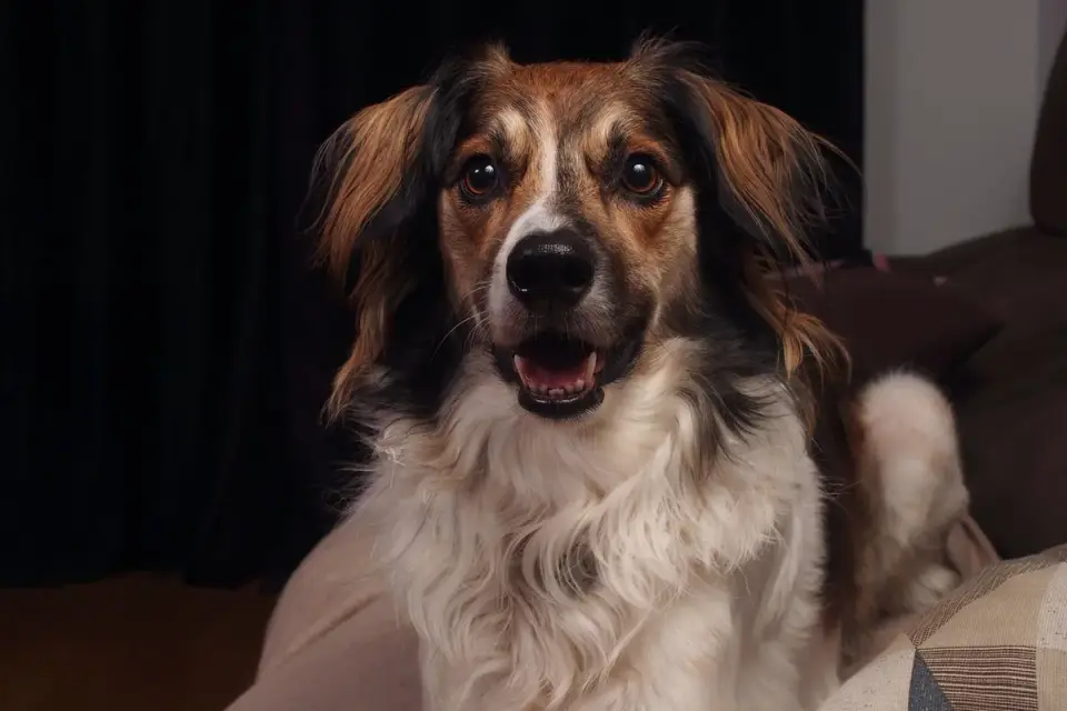 Dog bed at home