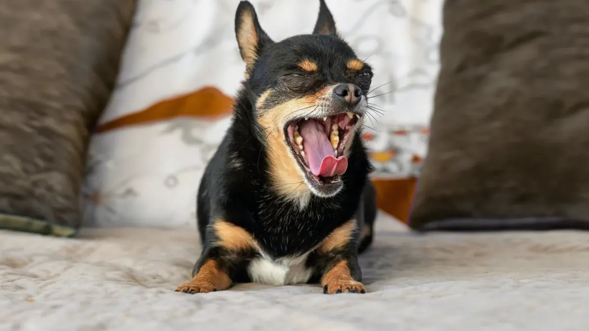 Dog bed at home