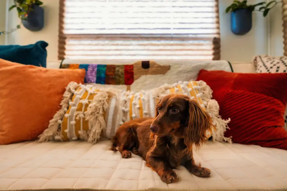 Dog bed at home