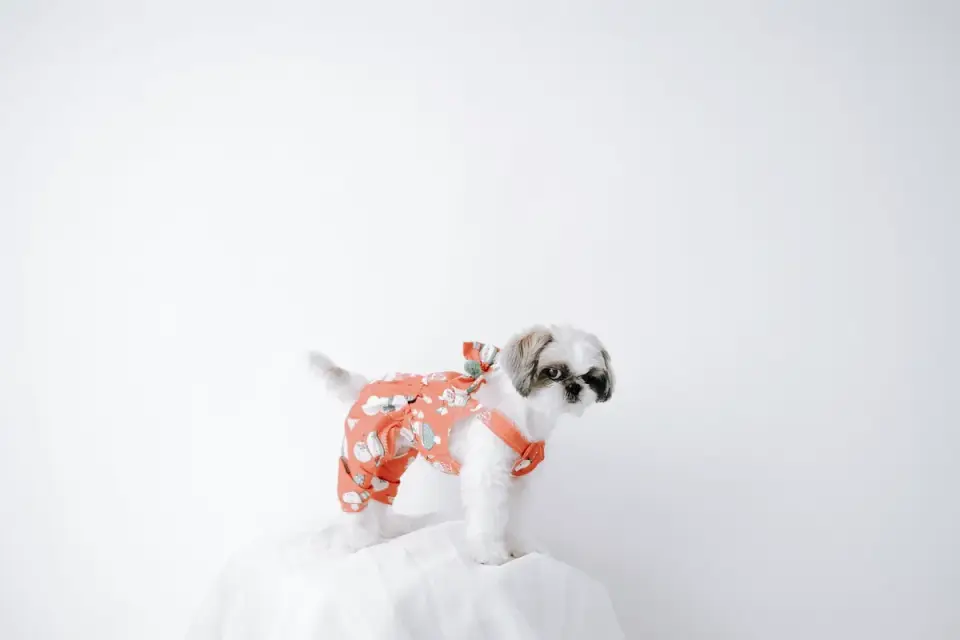 Dog being bathed