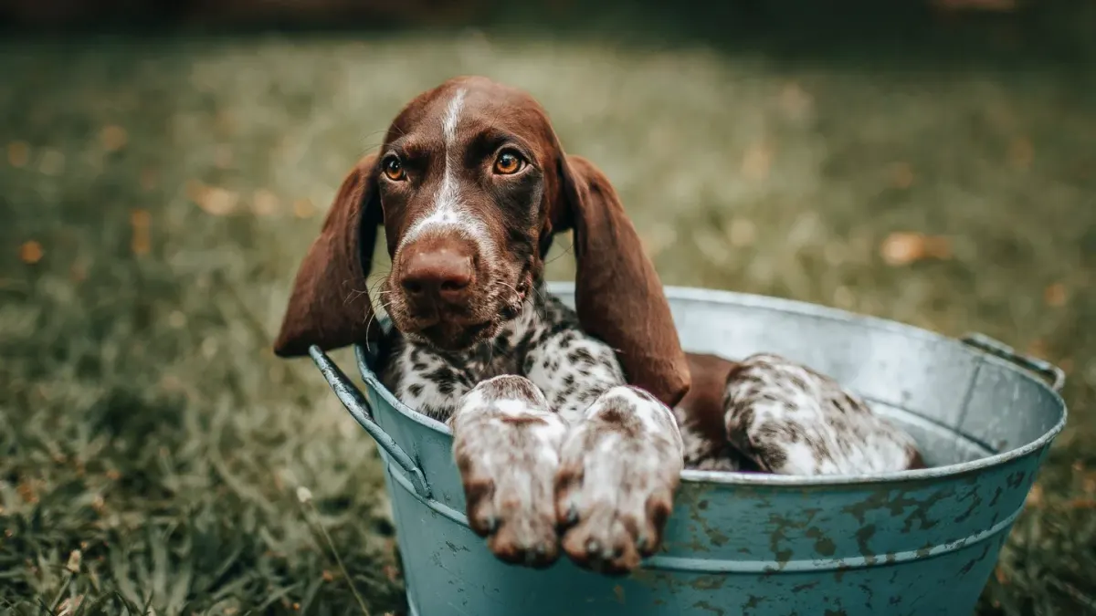 Dog being bathed