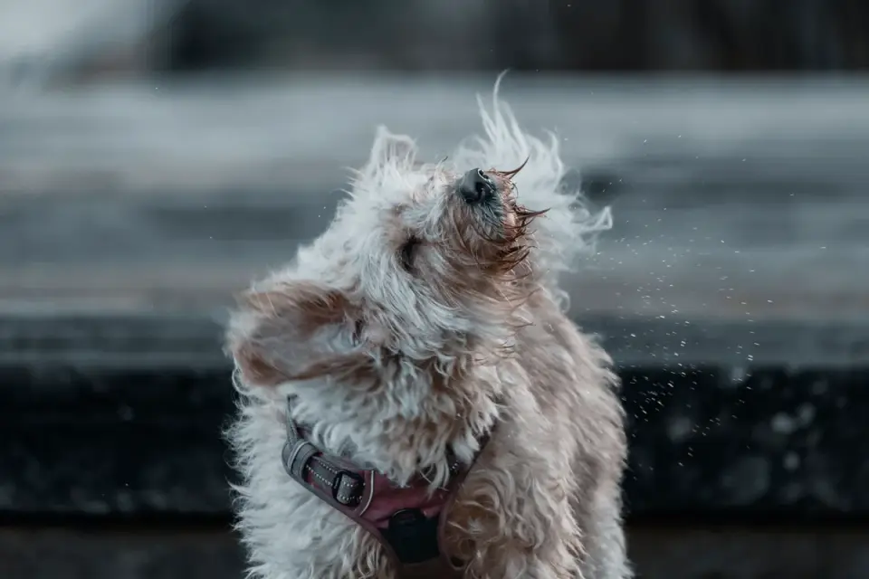 Dog being bathed