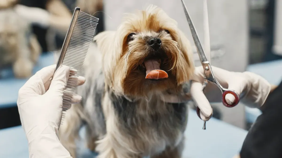 Dog being brushed by owner