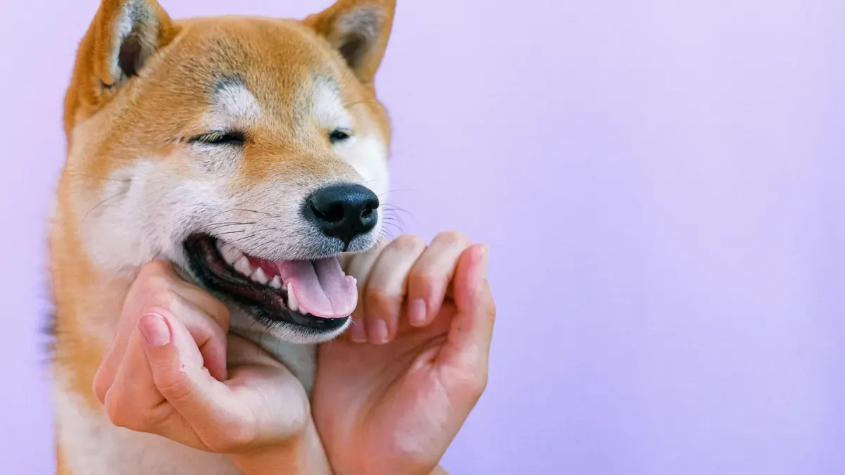 Dog being brushed