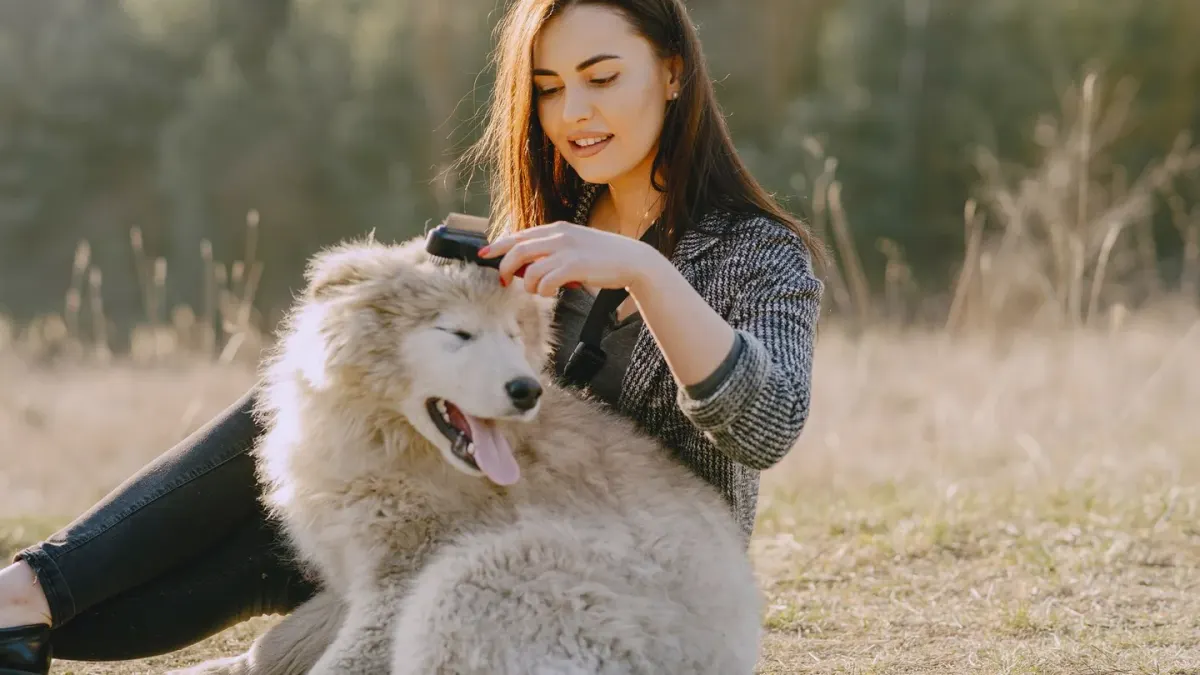 Dog being brushed