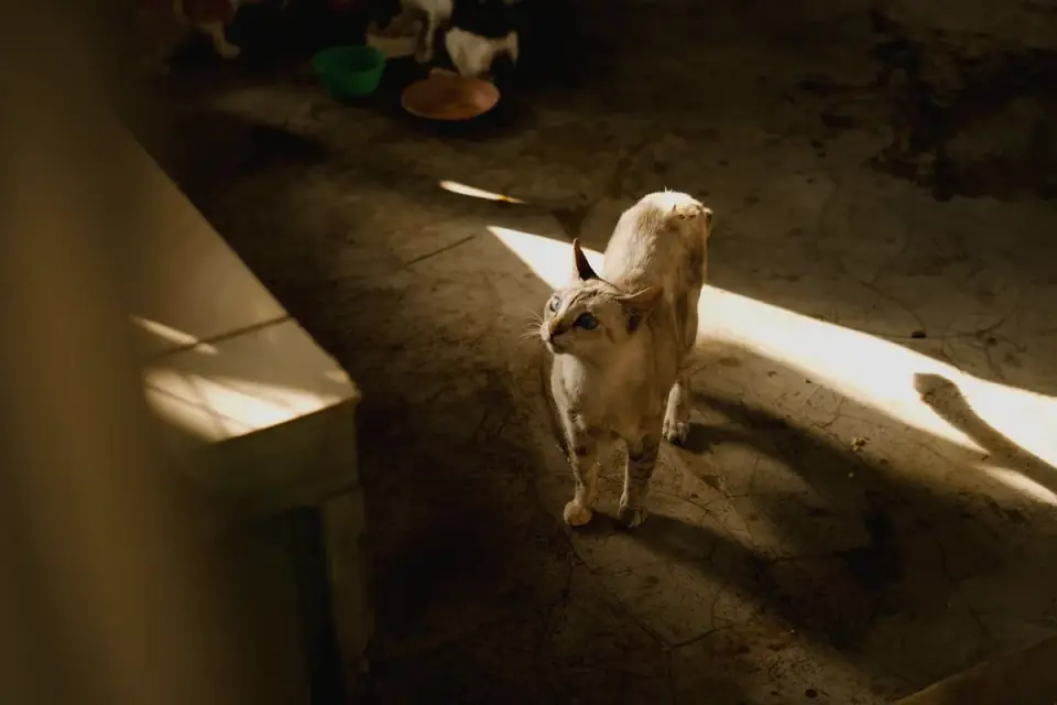 Dog bowl at home