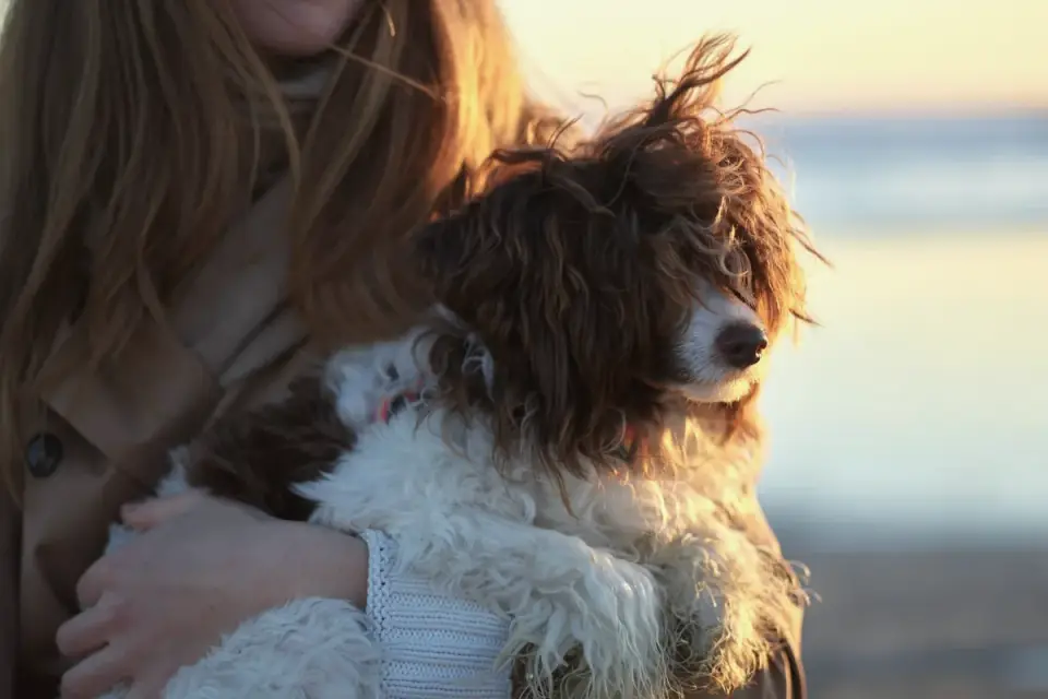 Dog camping with an owner