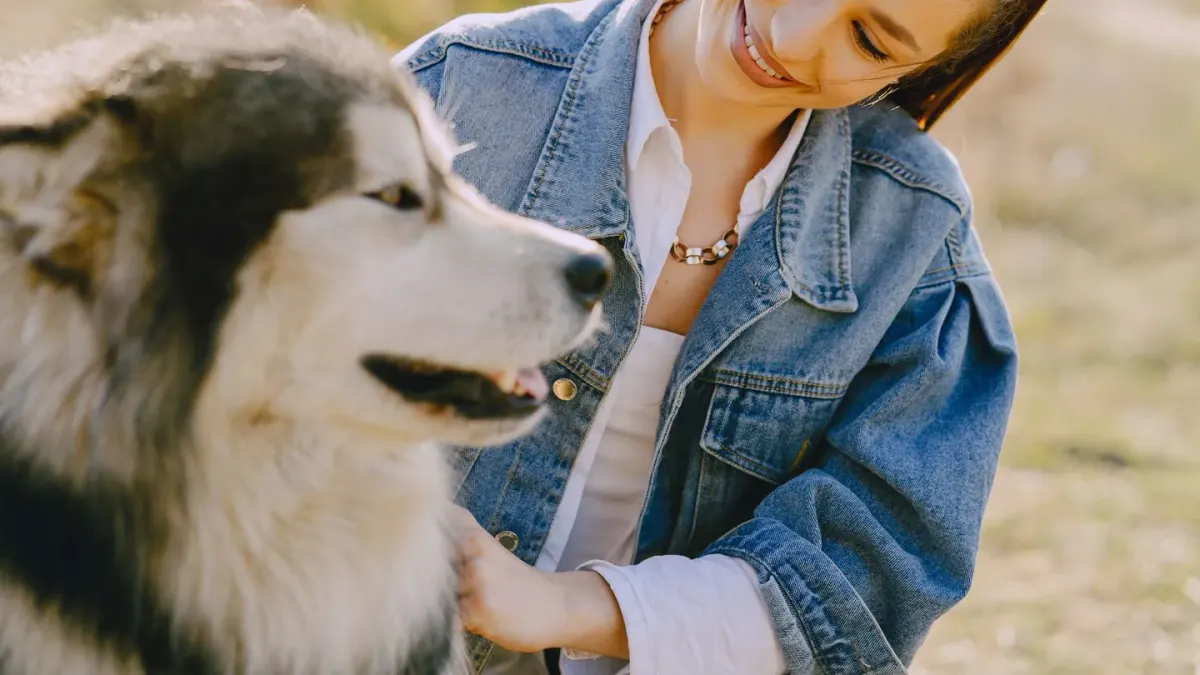 Dog camping with an owner