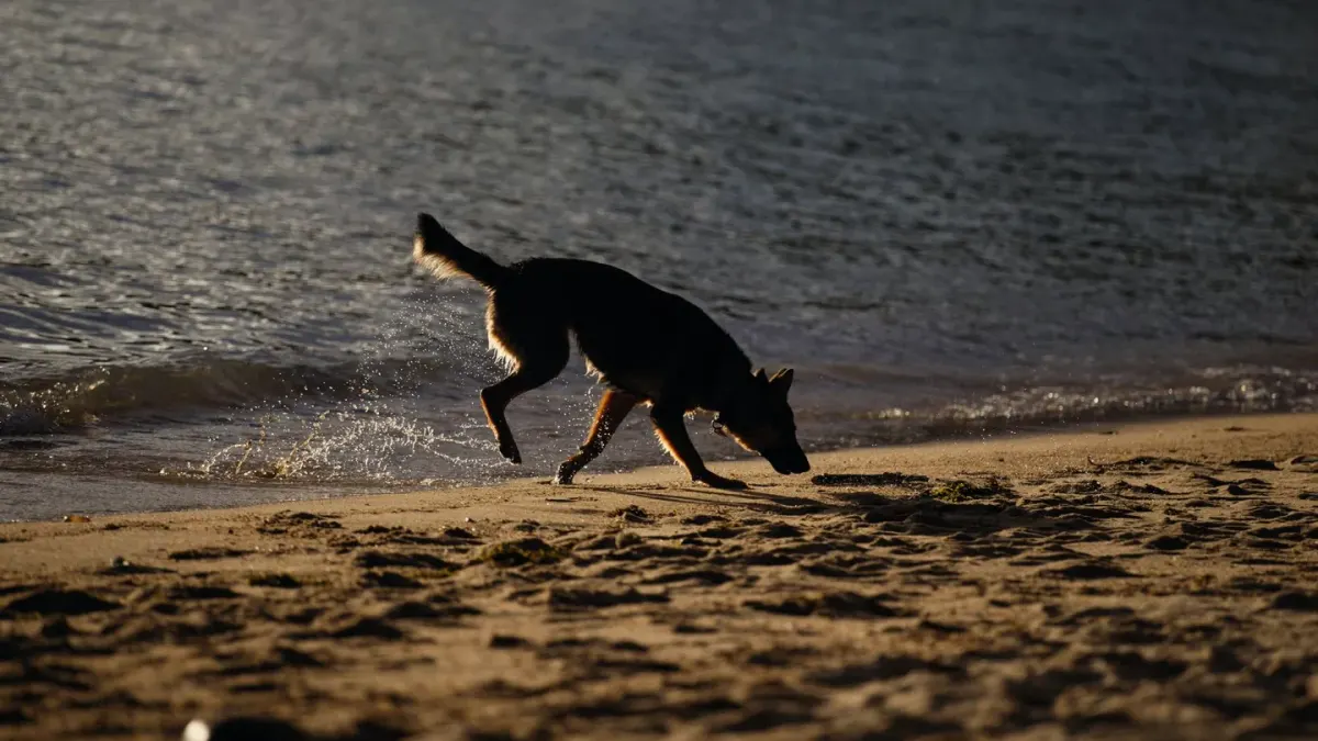 Dog catching a frisbee