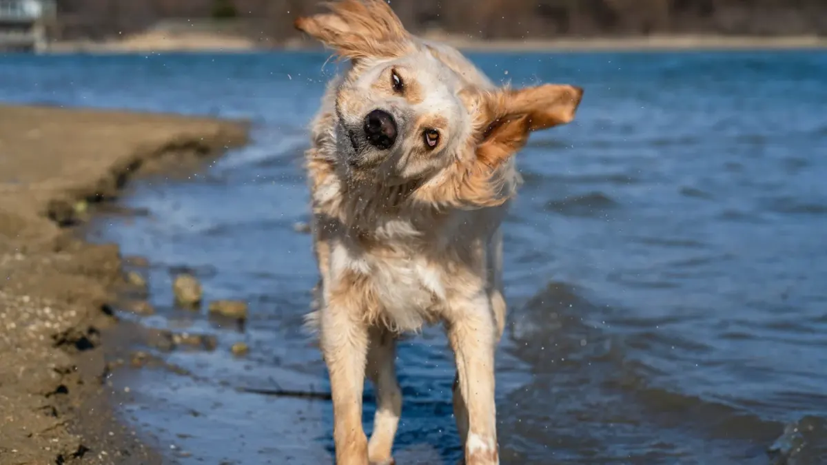 Dog catching a frisbee