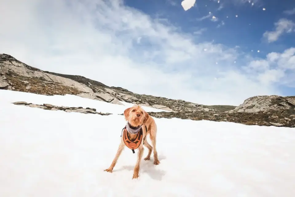 Dog catching a frisbee