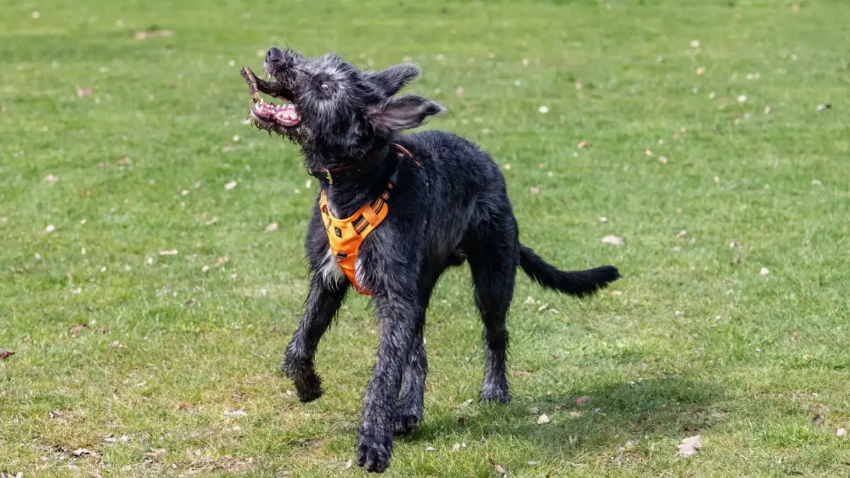 Dog catching a frisbee